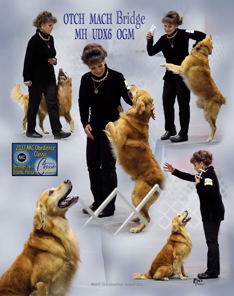 Bridge earned 4th place for the 2nd time In the Master's Class at the Obedience Classic in Orlando 2017!