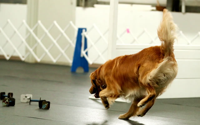 MOTC Top Obedience Dog 2013