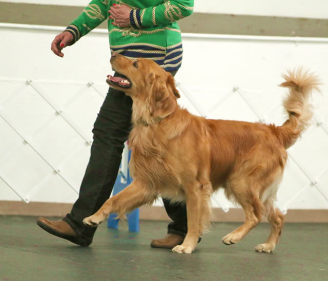 MOTC Top Obedience Dog 2013