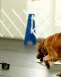 Top Dog, Bridge at the MOTC Obedience Trial, March 14, 2014.