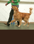 Bridge earned the MOTC TOP OBEDIENCE DOG for 2013 as well as Top Open B Dog and Top Utility B Dog for 2013!!! Proud of Baby Bridge!