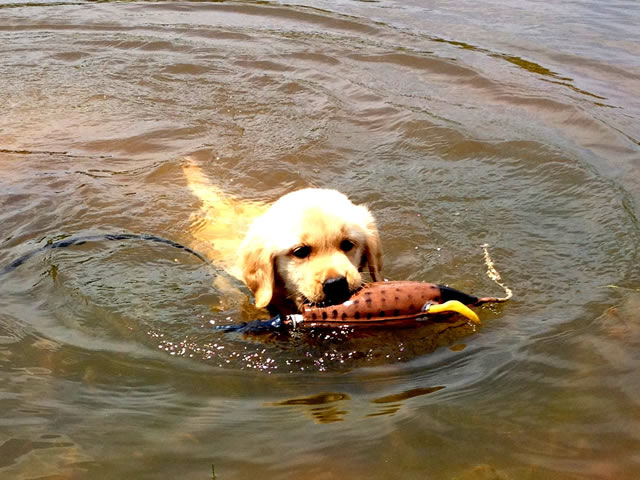 Soldier's First Swim