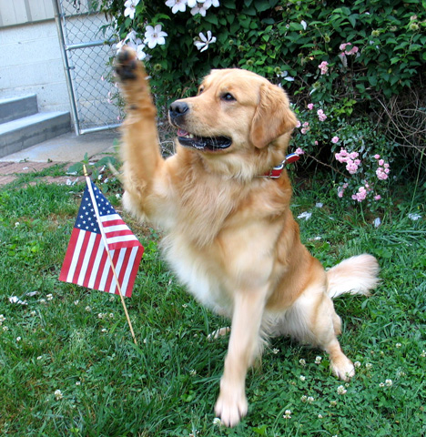 2 year old Soldier salutes on Memorial Day